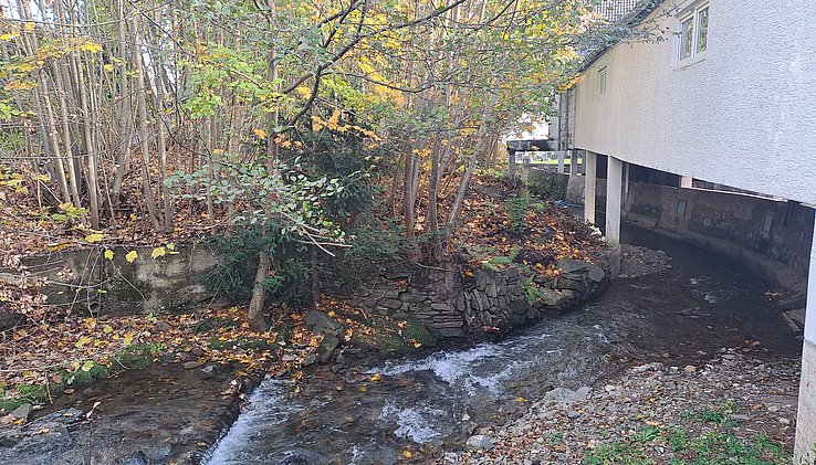 Natur pur hinter dem Haus.jpg